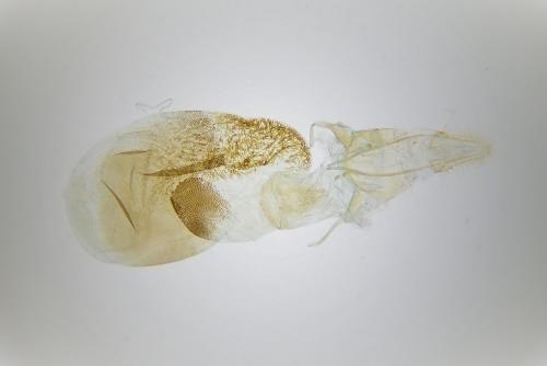 Sciota rhenella